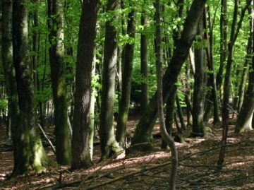 A_deciduous_beech_forest_in_Slovenia.jpg